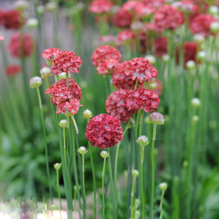 Red Generic Armeria Pseudarmeria Flower Seeds – Heirloom Non-GMO High Germination