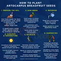 Artocarpus Breadfruit altilis Seeds for Planting – Heirloom Non-GMO High Germination Organic Tropical Fruit Tree Seeds