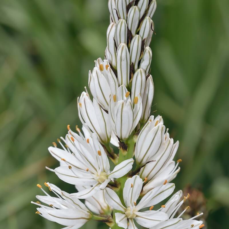 Asphodelus Flower Seeds White for Planting – Heirloom Non-GMO High Germination Organic Seeds