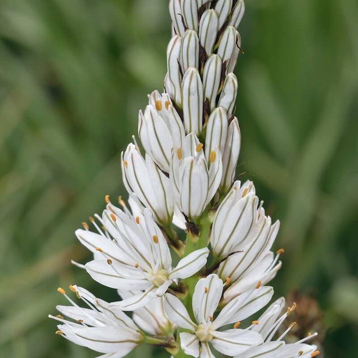 Asphodelus Flower Seeds White for Planting – Heirloom Non-GMO High Germination Organic Seeds