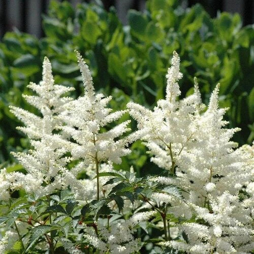 White Astilbe Flower Seeds for Planting – Heirloom Non-GMO High Germination Organic Seeds