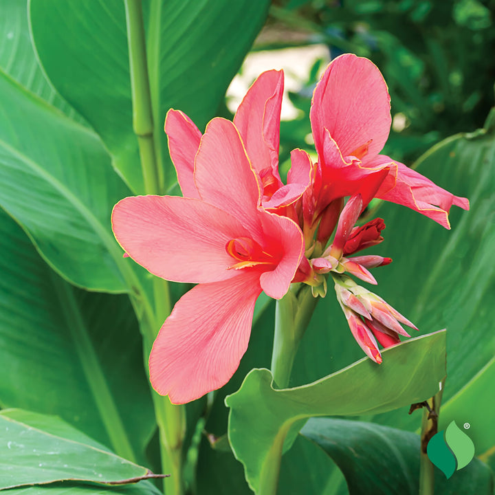 Pink Canna Lily Flower Seeds – Heirloom, Non-GMO, High Germination Organic Garden Seeds