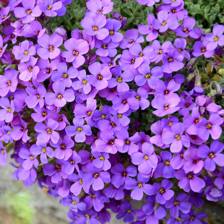 Purple Aubrieta Flower Seeds for Planting – Heirloom Non-GMO High Germination Organic Garden Seeds