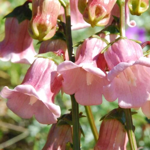 Azorina Flower Seeds Pink for Planting – Heirloom Non-GMO High Germination Organic Seeds