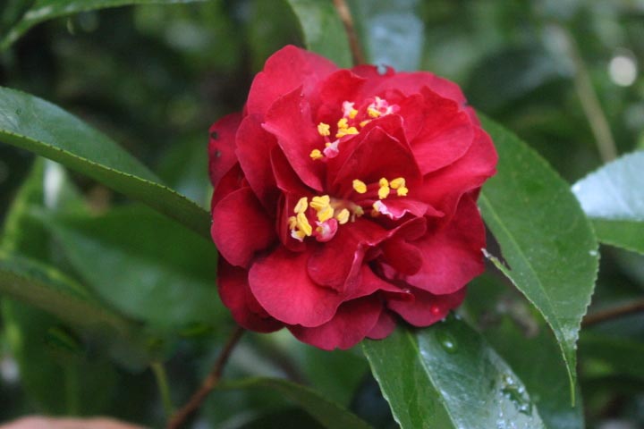 Semillas de flor de camelia roja y amarilla – de herencia, sin OMG, de alta germinación