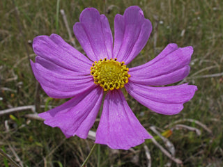 Purple Coreopsis Flower Seeds for Planting Heirloom Non-GMO High Germination Organic Garden Seeds