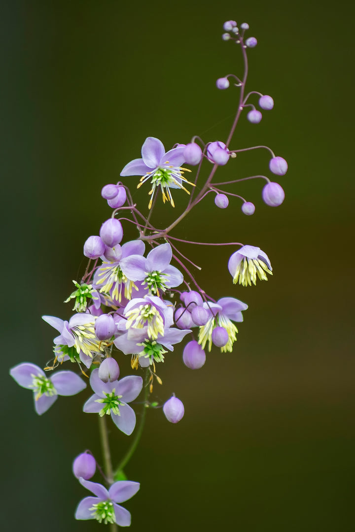 Lavender Thalictrum Flower Seeds – Heirloom, Non-GMO, High Germination Seeds
