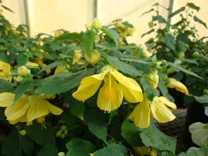 Yellow Abutilon Flower Seeds for Planting – Heirloom Non-GMO High Germination Organic Garden Seeds