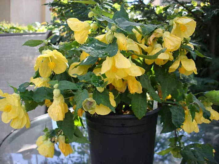 Yellow Abutilon Flower Seeds for Planting – Heirloom Non-GMO High Germination Organic Garden Seeds
