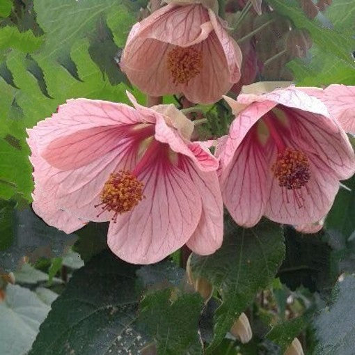 Pale Pink Abutilon Flower Seeds for Planting – Heirloom Non-GMO High Germination Organic Garden Seeds