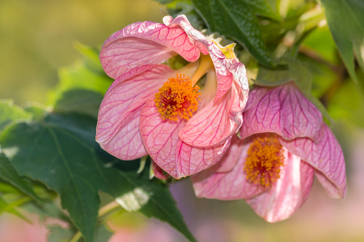 Pale Pink Abutilon Flower Seeds for Planting – Heirloom Non-GMO High Germination Organic Garden Seeds