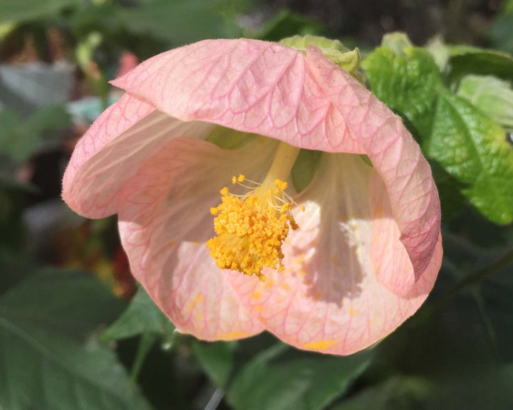 Pale Pink Abutilon Flower Seeds for Planting – Heirloom Non-GMO High Germination Organic Garden Seeds
