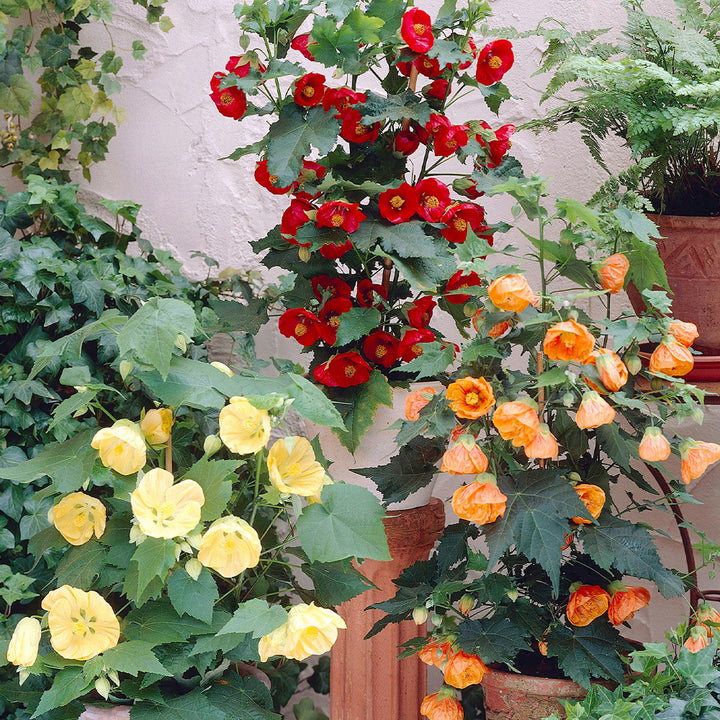 Semillas de flores de Abutilon Bellevue mezcladas – Herencia, sin OGM, semillas de alta germinación