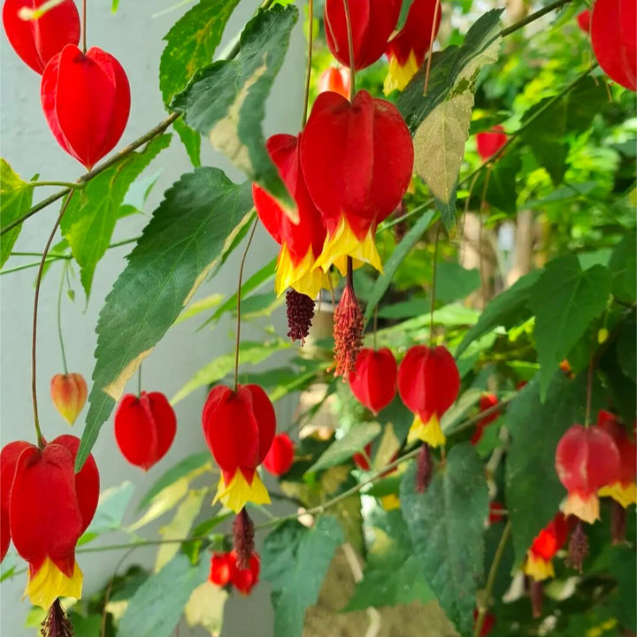 Megapotamicum Flower Seeds – Heirloom, Non-GMO, High Germination Seeds