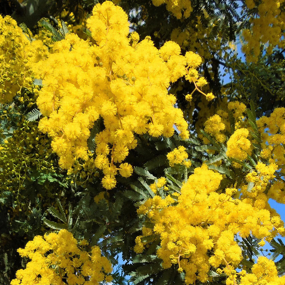 Acacia Flower Seeds Yellow for Planting – Heirloom Non-GMO High Germination Organic Garden Seeds