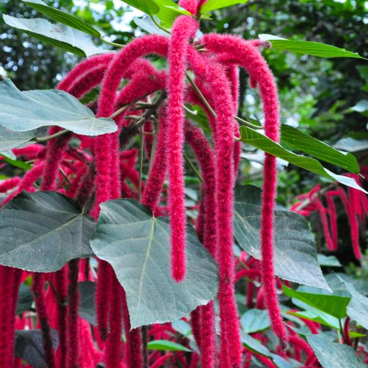 Acalypha Flower Seeds Red for Planting – Heirloom Non-GMO High Germination Organic Garden Seeds