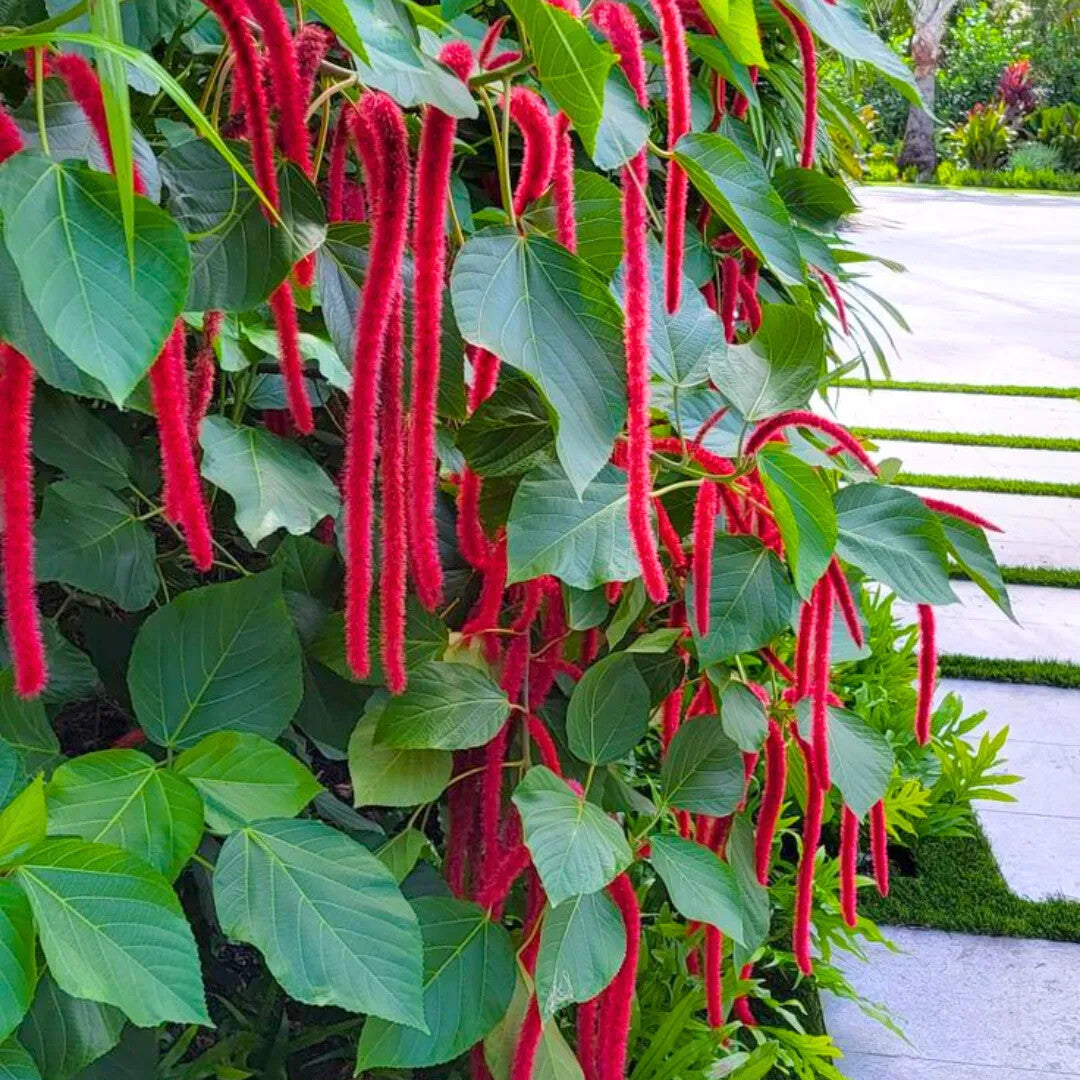 Acalypha Hispida Flower Seeds for Planting – Heirloom Non-GMO High Germination Organic Seeds