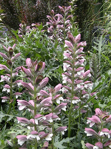 Acanthus Flower Seeds for Planting – Heirloom Non-GMO High Germination Organic Garden Seeds