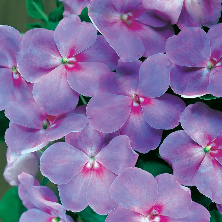 Impatiens Lavender Flower Seeds – Heirloom, Non-GMO, High Germination Seeds