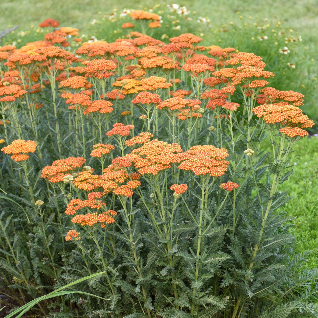 Orange Achillea Flower Seeds – Heirloom, Non-GMO, High Germination Seeds
