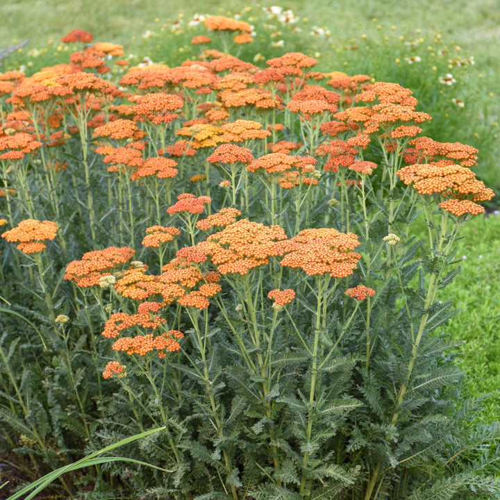 Orange Achillea Flower Seeds – Heirloom, Non-GMO, High Germination Seeds
