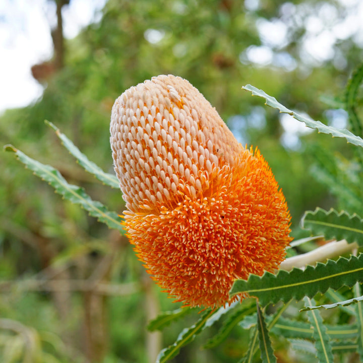 Orange Banksia Flower Seeds – Heirloom, Non-GMO, High Germination Seeds
