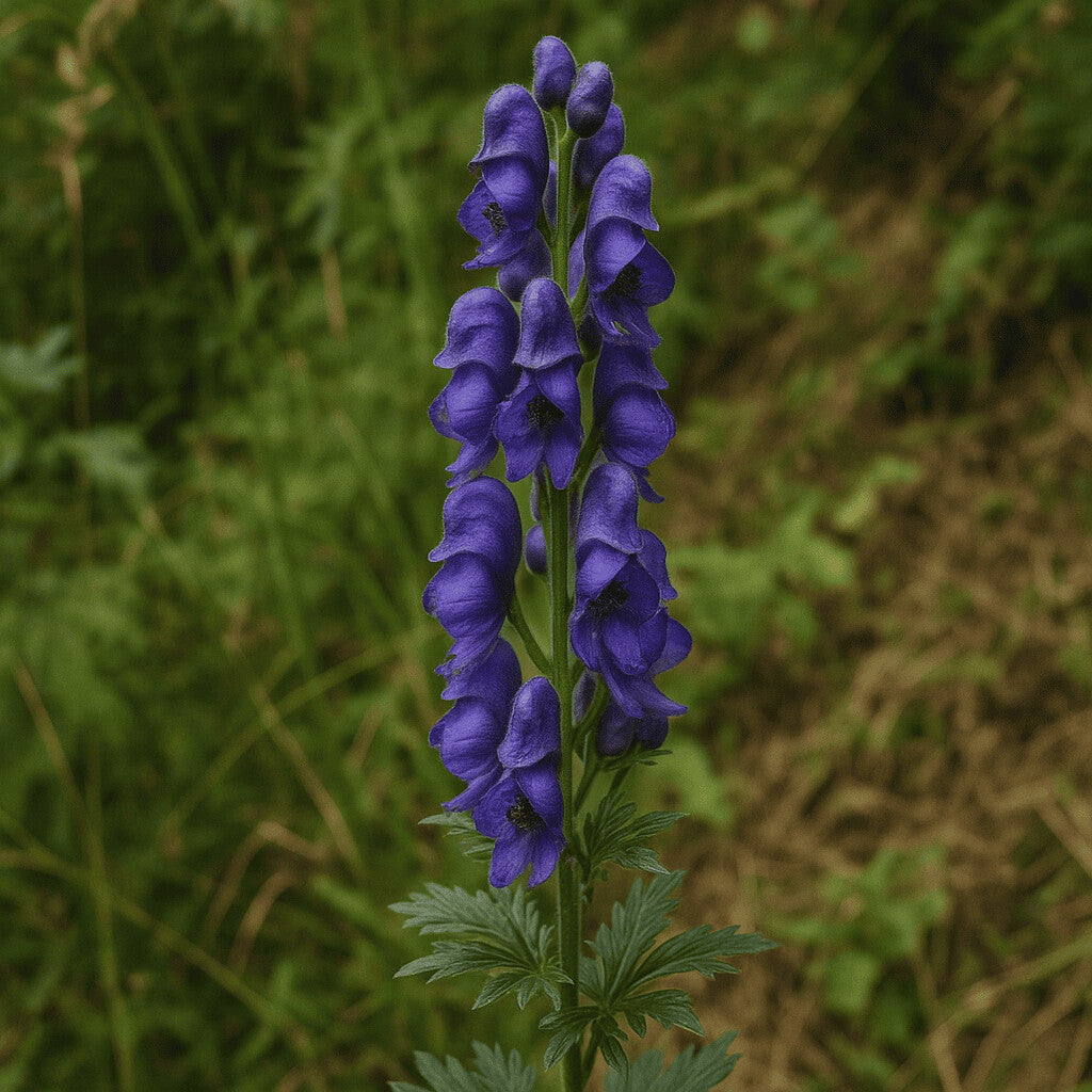 Aconitum Spicatum Flower Seeds for Planting – Heirloom Non-GMO High Germination Organic Garden Seeds