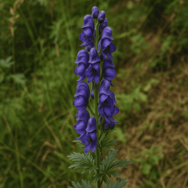 Aconitum Spicatum Flower Seeds for Planting – Heirloom Non-GMO High Germination Organic Garden Seeds