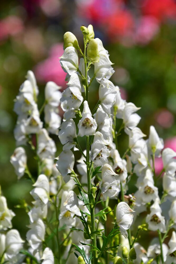 Eisenhut Blumensamen Weiß – Alte Sorte Gentechnikfrei Bio Garten