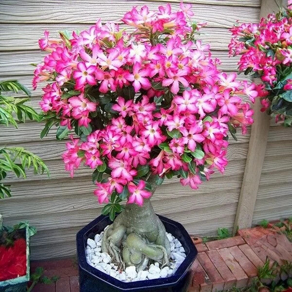 Adenium Desert Rose Flower Seeds for Planting – Heirloom Non-GMO High Germination Organic Garden Seeds