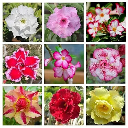 Adenium Flower Seeds Mixed for Planting – Heirloom Non-GMO High Germination Organic Garden Seeds