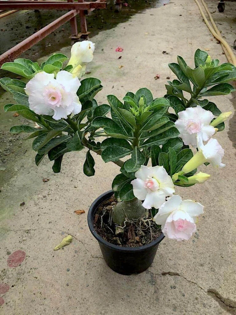 Adenium Obesum White Flower Seeds for Planting – Heirloom Non-GMO High Germination Organic Garden Seeds