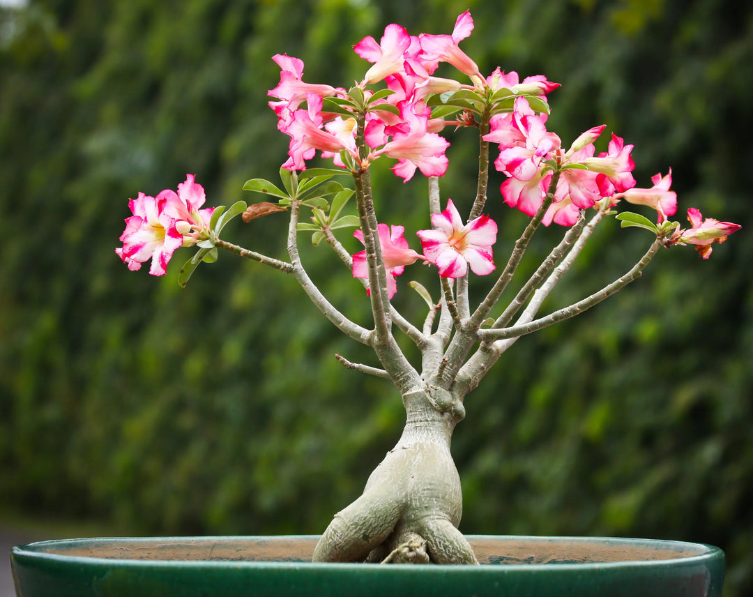 White Pink Adenium Flower Seeds Heirloom Non-GMO High Germination Organic Garden Seeds for Planting