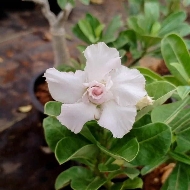 Adenium Obesum White Flower Seeds for Planting – Heirloom Non-GMO High Germination Organic Garden Seeds