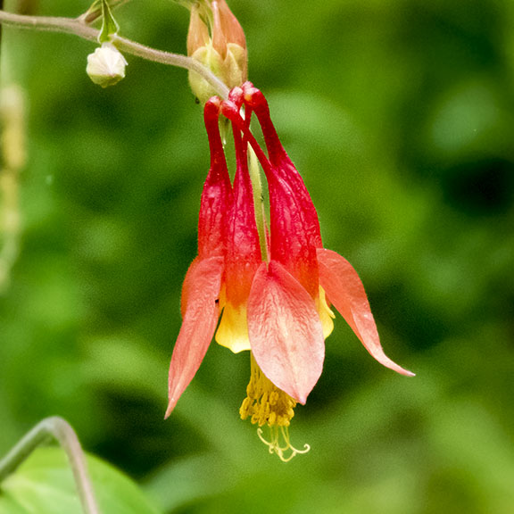 Giant Aquilegia Flower Seeds Red Yellow for Planting Heirloom Non-GMO High Germination Organic Garden Seeds