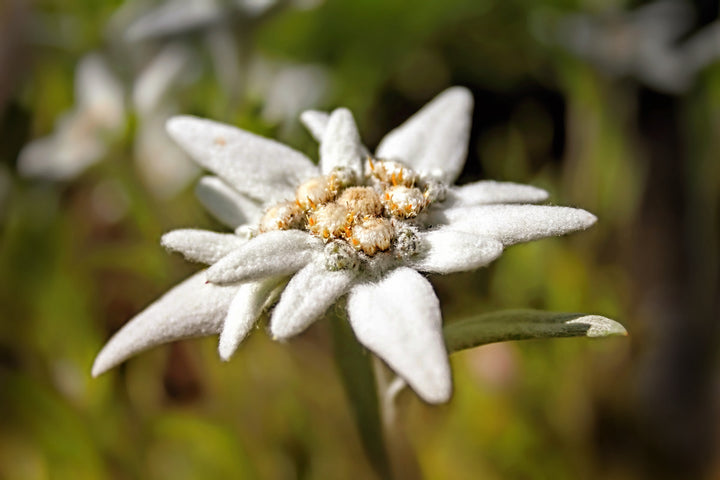 Semillas de flor de Edelweiss blanca – Semillas de herencia no transgénicas de alta germinación