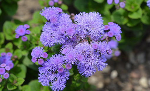 Ageratum Houstonianum Flower Seeds for Planting – Heirloom Non-GMO High Germination Seeds