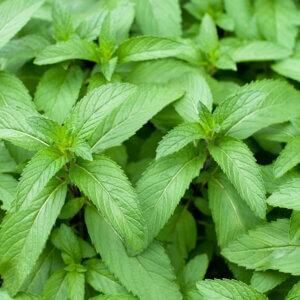 Japanese Mint Seeds for Planting – Heirloom, Non-GMO, High Germination Organic Garden Seeds