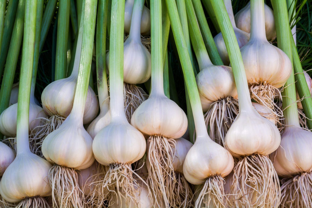 Garlic Plant Seeds for Planting – Fresh, Organic, Heirloom, Non-GMO, High Germination Organic Garden Seeds | Seeds for Planting