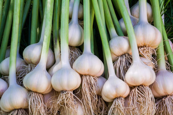 Garlic Plant Seeds for Planting – Fresh, Organic, Heirloom, Non-GMO, High Germination Organic Garden Seeds | Seeds for Planting