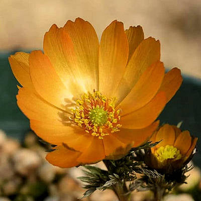 Adonis Flower Seeds for Planting – Heirloom Non-GMO High Germination Organic Garden Seeds
