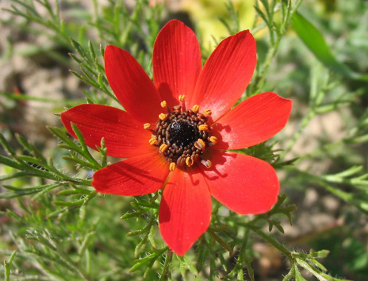 Red Adonis Annua Flower Seeds for Planting – Heirloom Non-GMO High Germination Organic Garden Seeds