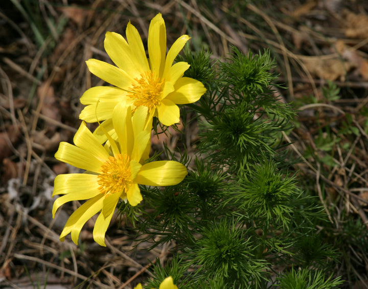 Yellow Adonis Flower Seeds for Planting – Heirloom Non-GMO High Germination Organic Garden Seeds