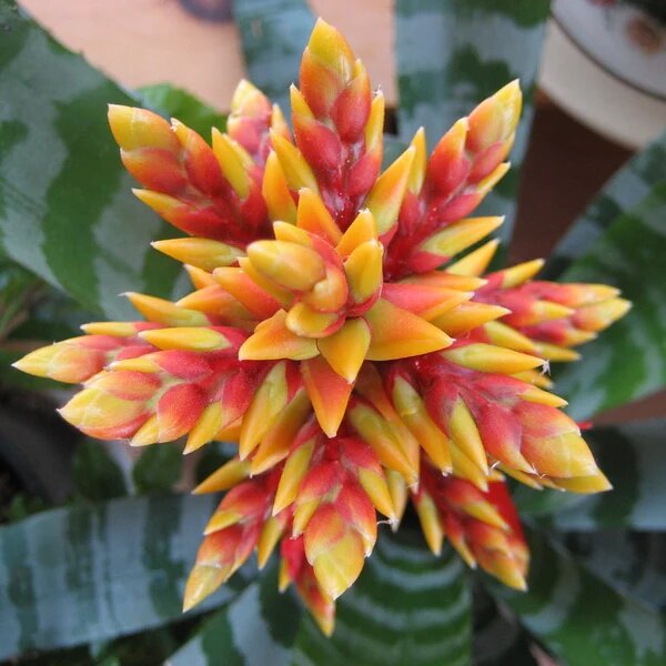 Orange Aechmea Chantinii Flower Seeds – Heirloom, Non-GMO, High Germination Seeds