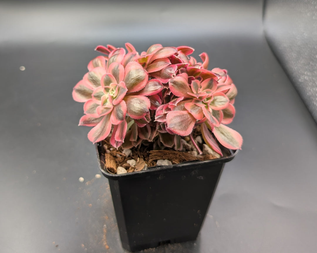 Aeonium Flower Seeds Pink for Planting – Heirloom Non-GMO High Germination Organic Garden Seeds