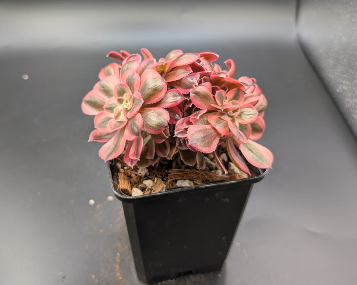 Aeonium Flower Seeds Pink for Planting – Heirloom Non-GMO High Germination Organic Garden Seeds
