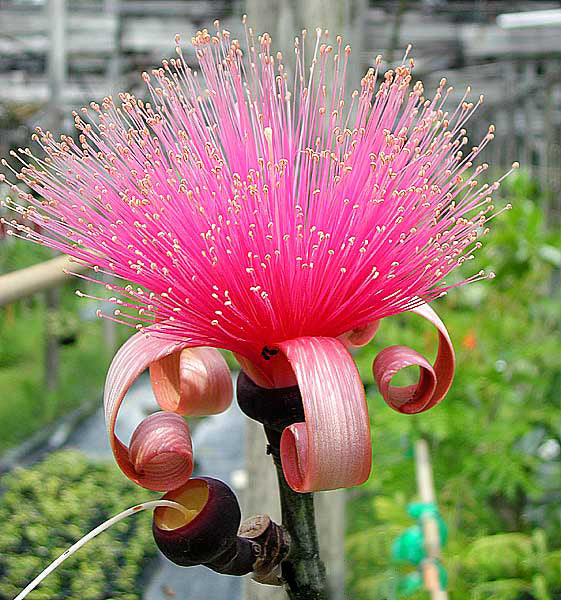 Ellipticum Flower Seeds Pink – Heirloom Non-GMO High Germination Garden Seeds