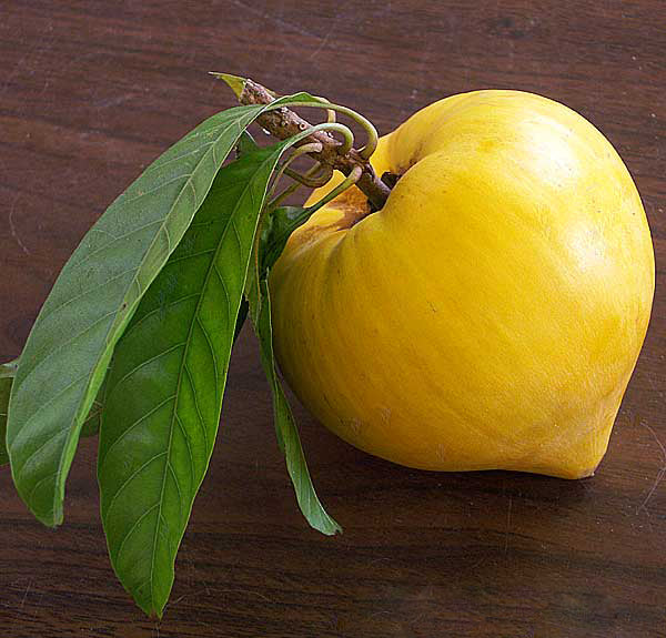 Canistel Fruit Seeds for Planting – Heirloom Non-GMO, High Germination Organic Garden Seeds