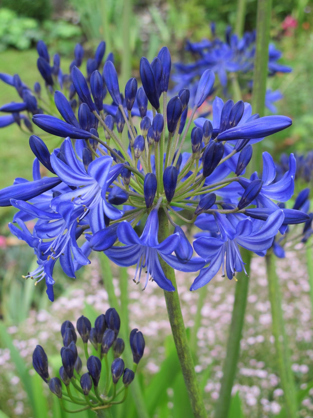 Agapanthus Flower Seeds for Planting – Heirloom Non-GMO High Germination Organic Garden Seeds
