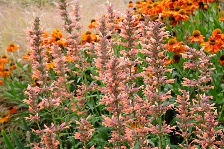 Agastache Flower Seeds for Planting – Heirloom Non-GMO High Germination Organic Garden Seeds